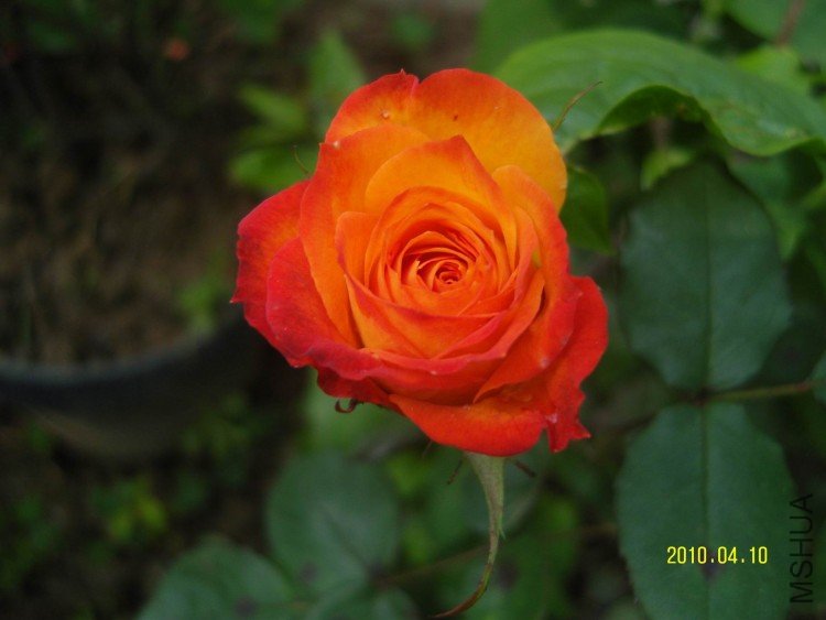 SNV84410.jpg