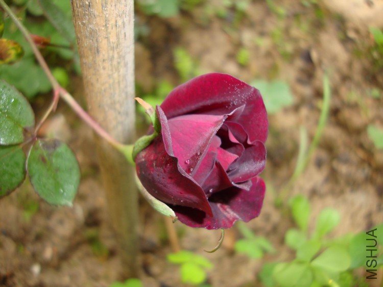 DSC00507.JPG