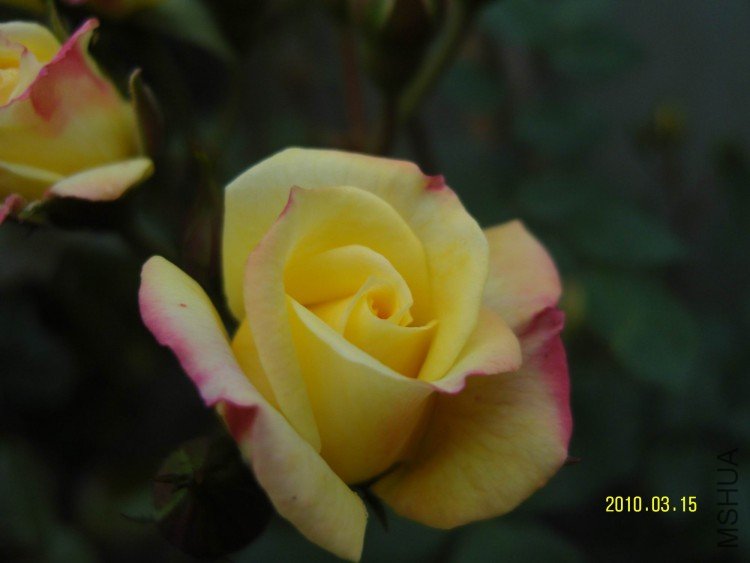 SNV84360.jpg