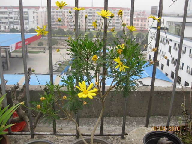�Ѿ�ľ�ʻ��Ļ���