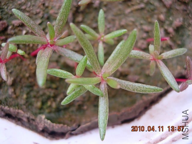 ˮ�Ϲ�԰�һ� 002.jpg