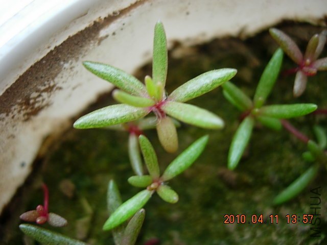 ˮ�Ϲ�԰�һ� 003.jpg