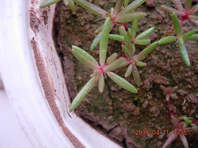 ˮ�Ϲ�԰�һ� 001.jpg