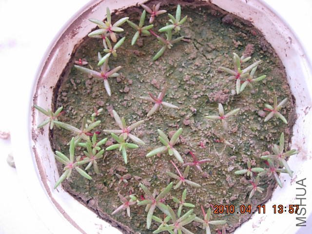 ˮ�Ϲ�԰�һ� 004.jpg