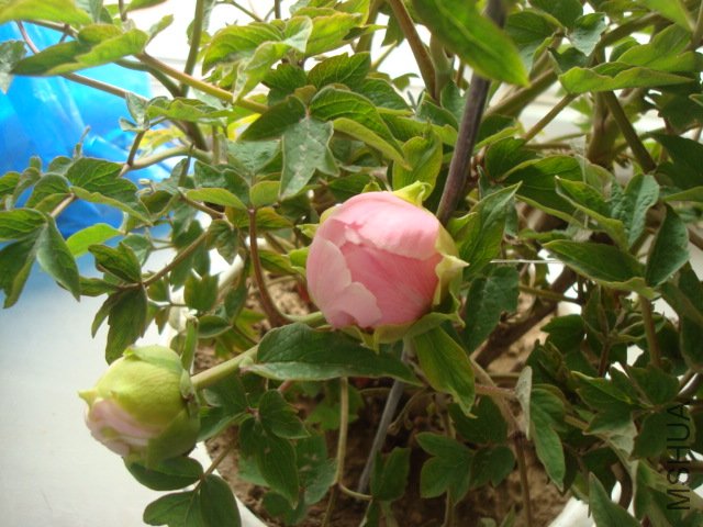 DSC02653.JPG