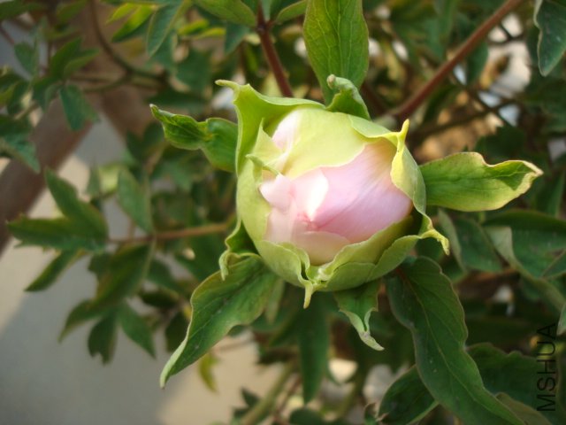 DSC02609.JPG