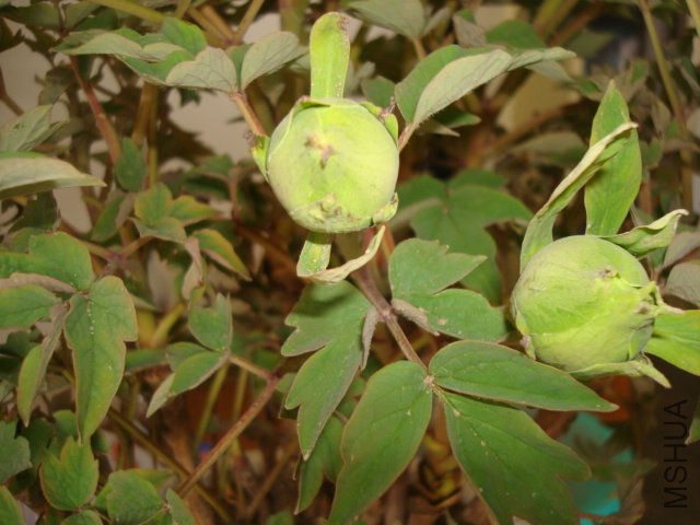 DSC02619.JPG