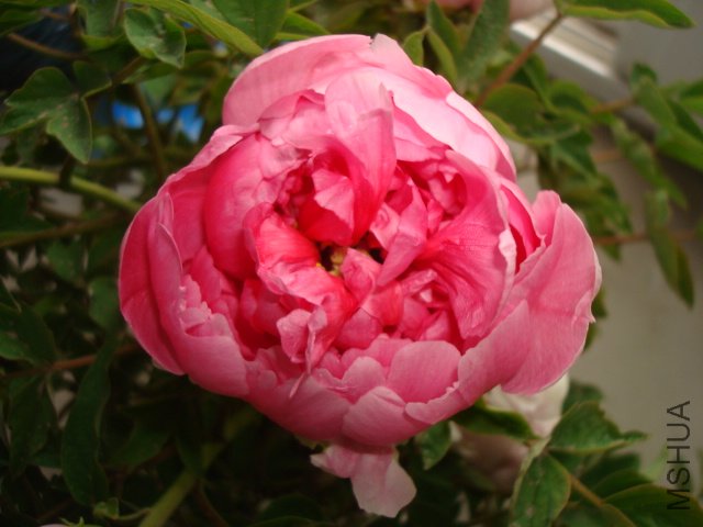 DSC02683.JPG