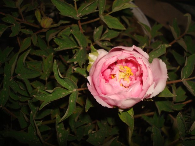 DSC02649.JPG