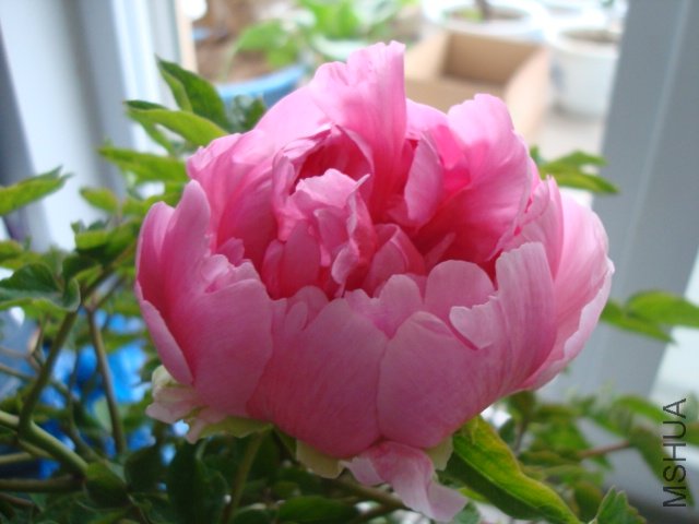 DSC02682.JPG