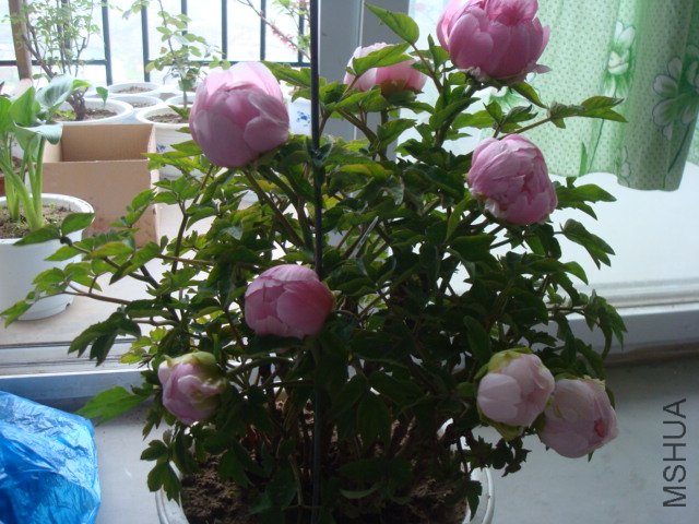DSC02685.JPG