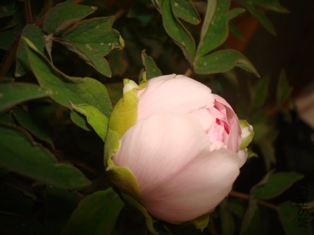 DSC02625.JPG