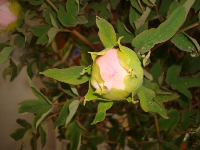 DSC02616.JPG