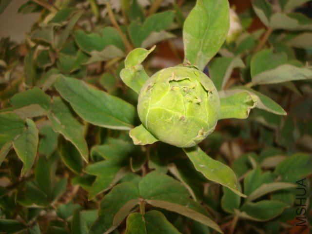 DSC02621.JPG