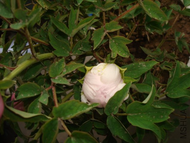 DSC02684.JPG