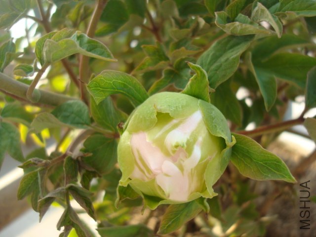 DSC02610.JPG