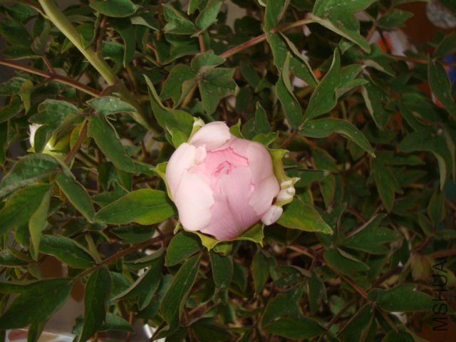 DSC02614.JPG