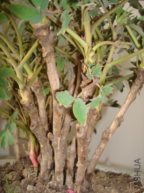 DSC02622.JPG