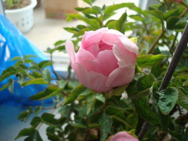 DSC02654.JPG