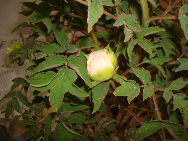 DSC02615.JPG
