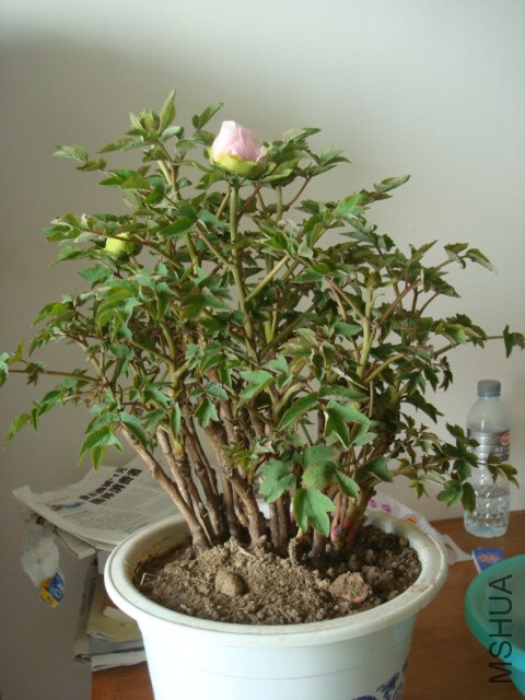 DSC02613.JPG