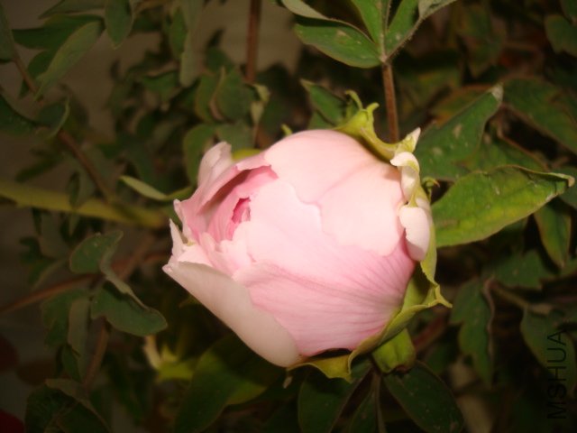 DSC02624.JPG