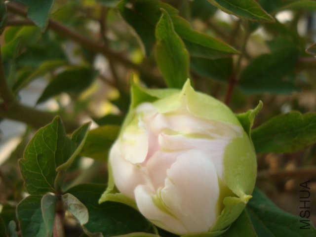 DSC02611.JPG
