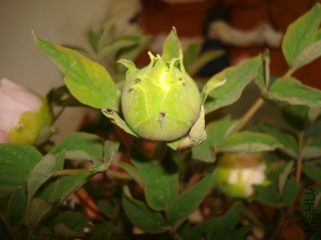 DSC02620.JPG
