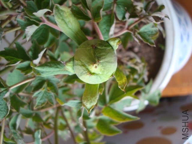 DSC02618.JPG