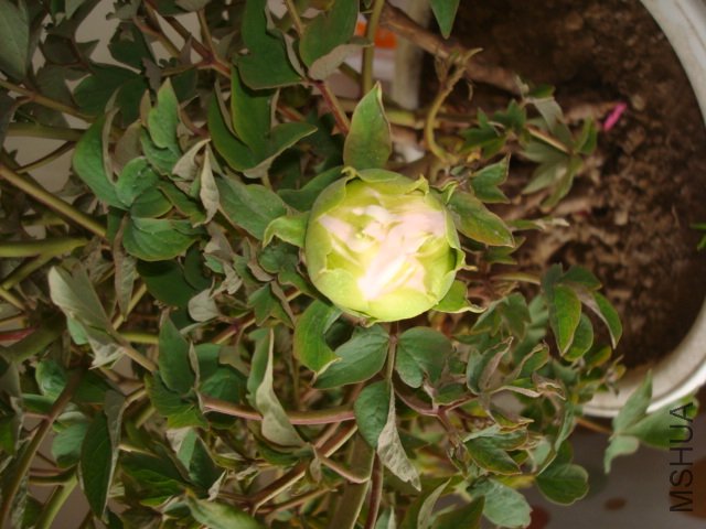 DSC02617.JPG