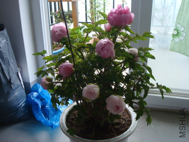 DSC02680.JPG