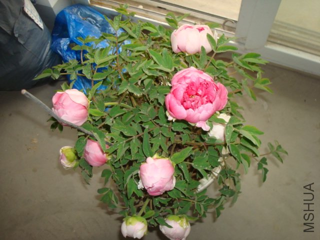 DSC02681.JPG