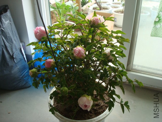 DSC02651.JPG