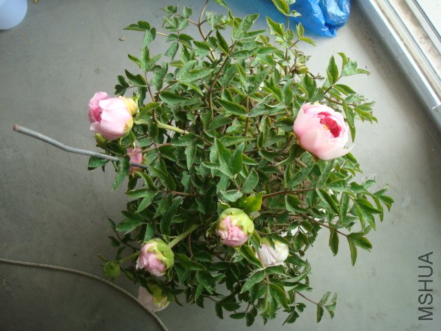 DSC02652.JPG
