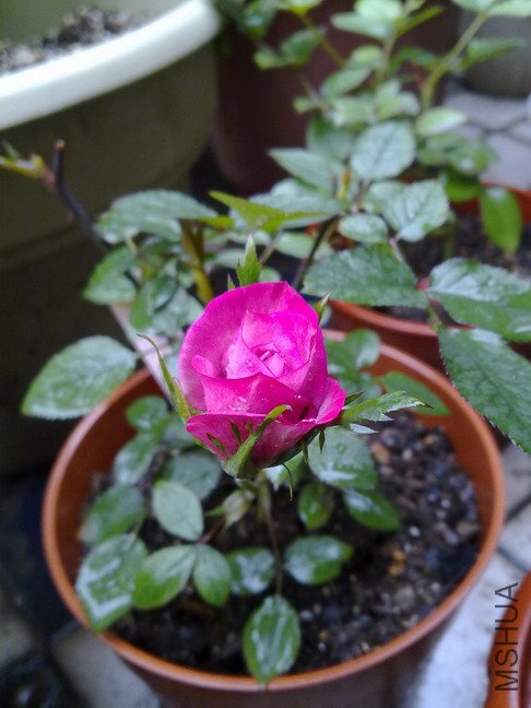 201004102393.jpg