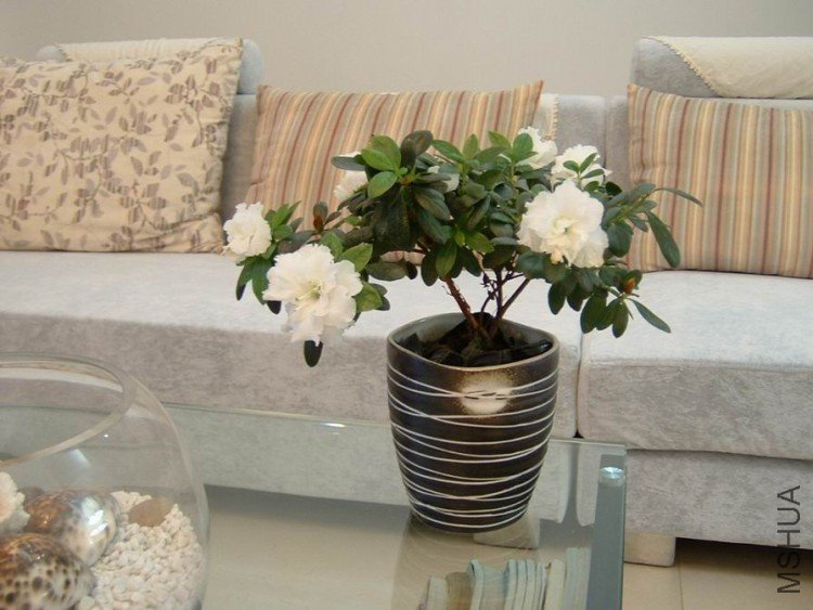 ������С DSCF0030.JPG