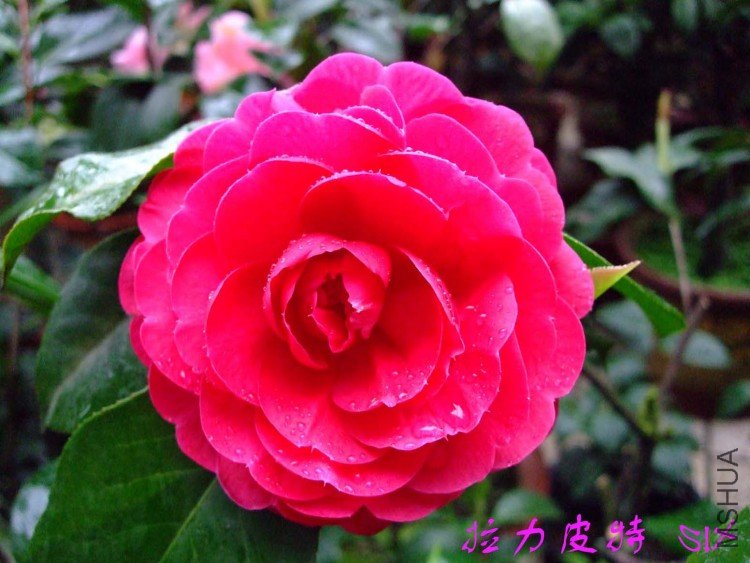 ����Ƥ��  10-4-11 (2).jpg