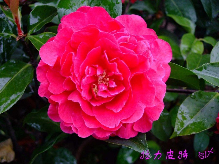 ����Ƥ��  10-4-11(1).jpg