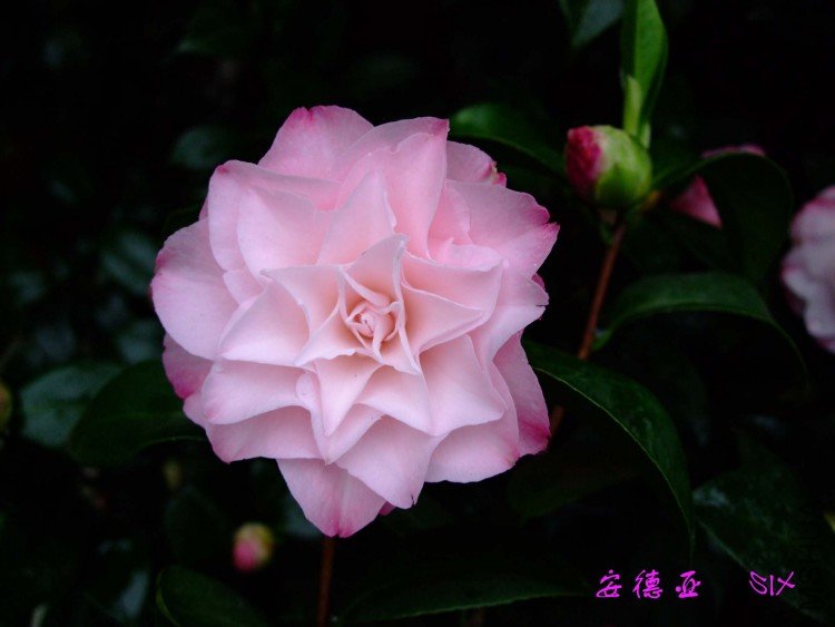 ������ 10-4-11(1).jpg