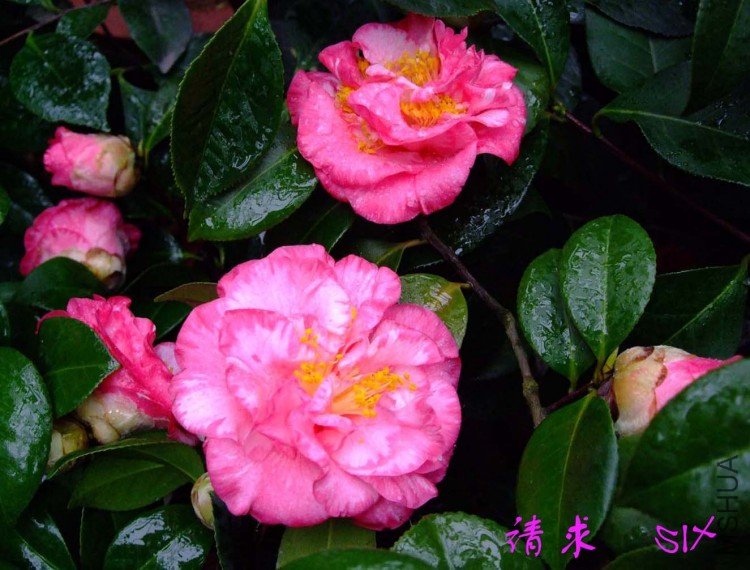 ����  10-4-11(1).jpg