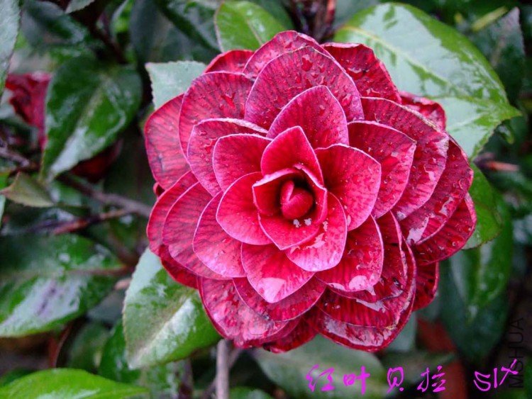 ����  10-4-11(1).jpg