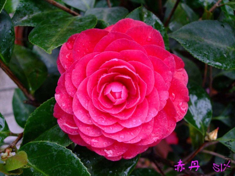 �൤  10-4-11(1).jpg