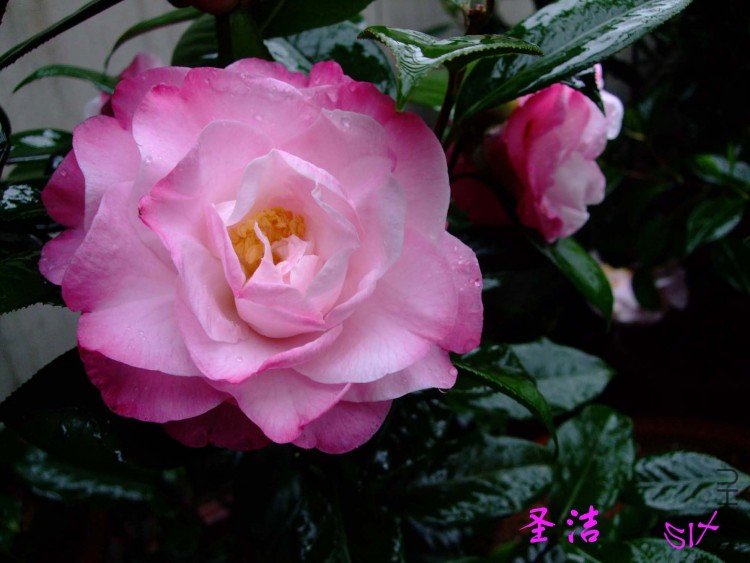 ʥ��   10-4-11 (2).jpg