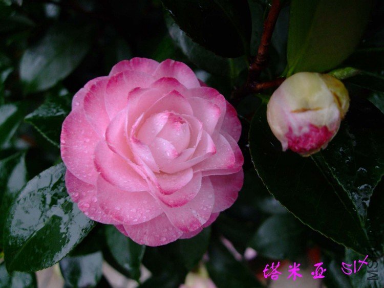 ������  10-4-11(1).jpg