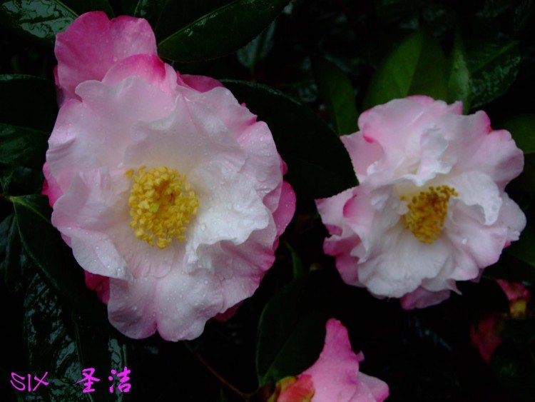 ʥ��   10-4-11(1).jpg