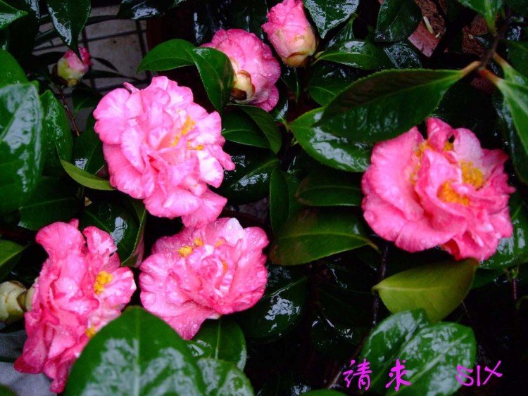 ����  10-4-11(2).jpg