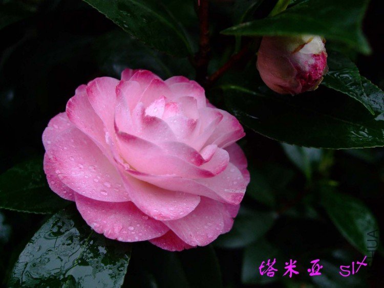 ������  10-4-11 (2).jpg