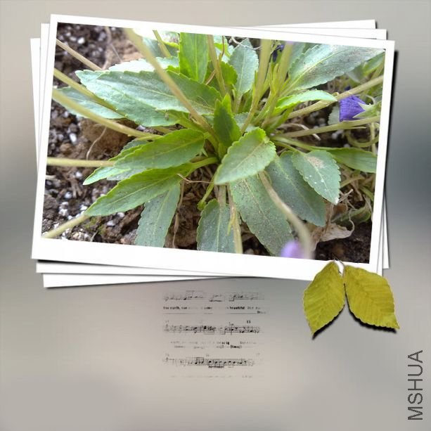 20100407036.jpg