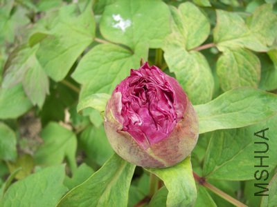 ǰ���ֵģ���֪Ʒ��