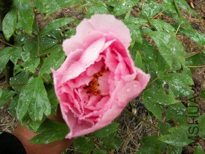 ����ڶ���